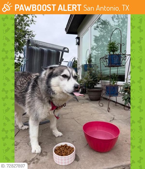 Found/Stray Female Dog last seen Bulverde and Evans, San Antonio, TX 78261