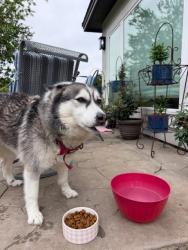 Found/Stray Female Dog last seen Bulverde and Evans, San Antonio, TX 78261