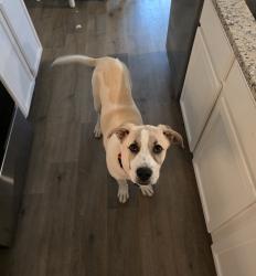Found/Stray Male Dog last seen Ferris Chriatian Academy playground , Ferris, TX 75125