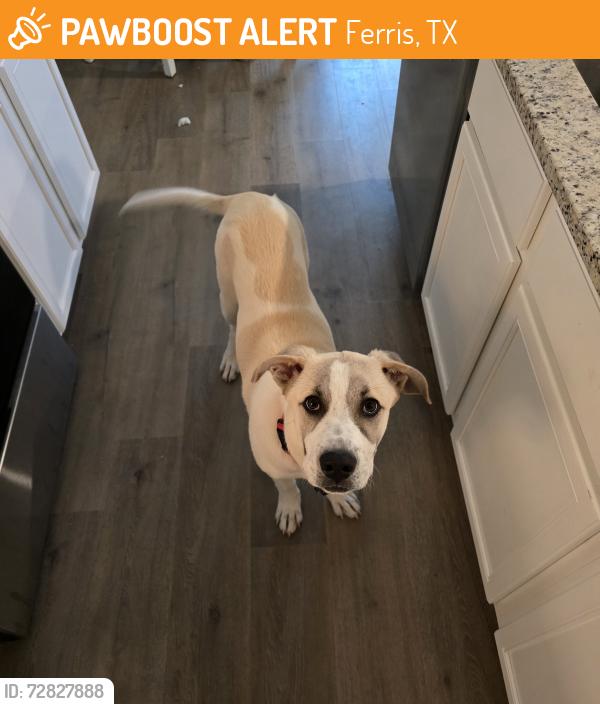 Found/Stray Male Dog last seen Ferris Chriatian Academy playground , Ferris, TX 75125