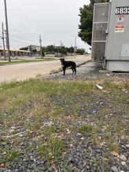 Found/Stray Male Dog last seen Whole Foods park lane, Dallas, TX 75230