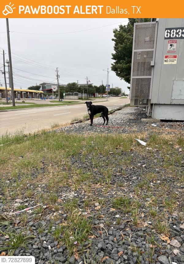 Found/Stray Male Dog last seen Whole Foods park lane, Dallas, TX 75230