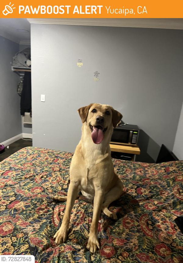 Found/Stray Female Dog last seen Yucaipa, Yucaipa, CA 92399