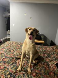 Found/Stray Female Dog last seen Yucaipa, Yucaipa, CA 92399