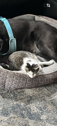 Lost Male Cat last seen 12th and C sts 12th and D st Ne, Washington, DC 20002
