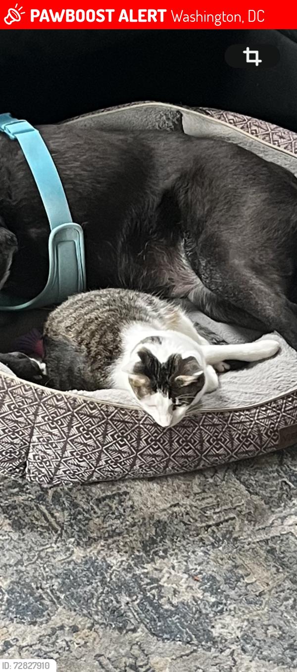 Lost Male Cat last seen 12th and C sts 12th and D st Ne, Washington, DC 20002