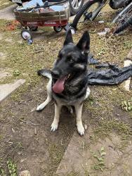 Found/Stray Female Dog last seen A Street and Boyd Avenue, Midland, TX 79705