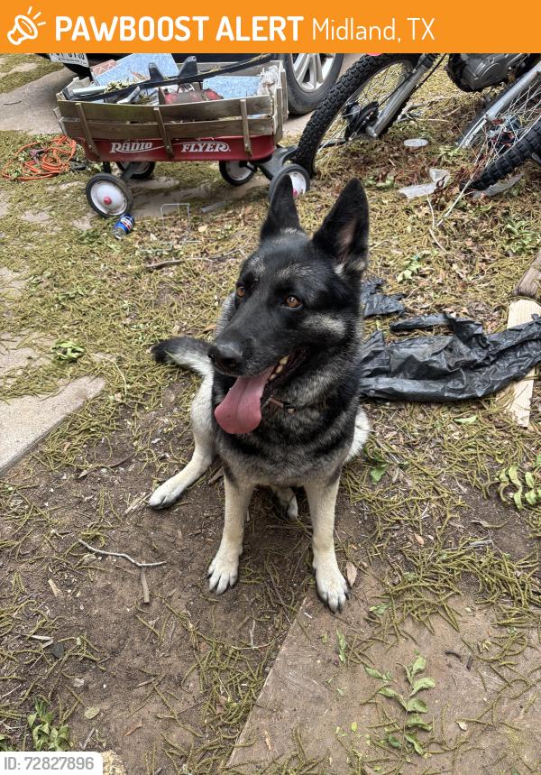 Found/Stray Female Dog last seen A Street and Boyd Avenue, Midland, TX 79705
