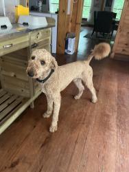 Found/Stray Male Dog last seen On Jonesboro Road near Dutchtown High School, Hampton, GA 30228