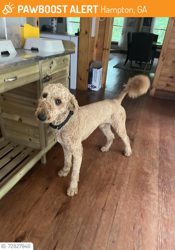Found/Stray Male Dog last seen On Jonesboro Road near Dutchtown High School, Hampton, GA 30228