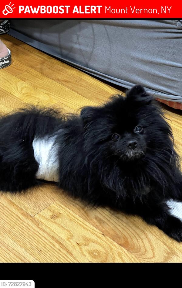 Lost Male Dog last seen Fulton ave and elm ave, Mount Vernon, NY 10550