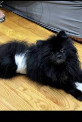 Lost Male Dog last seen Fulton ave and elm ave, Mount Vernon, NY 10550