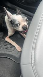 Found/Stray Female Dog last seen Near N Mockingbird Ave mission texas 78572, Mission, TX 78572