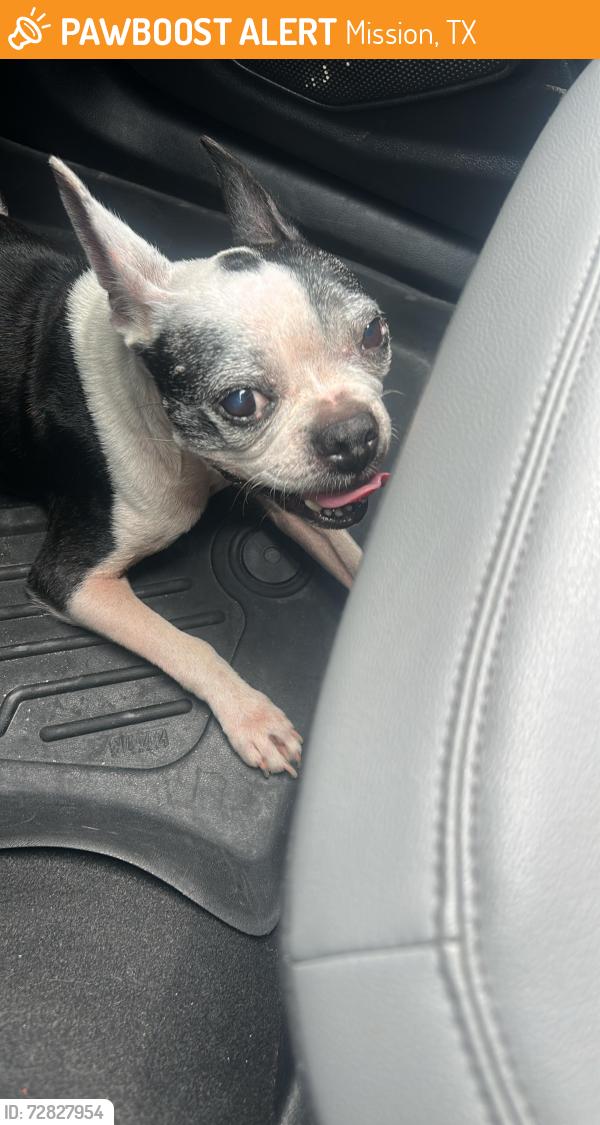 Found/Stray Female Dog last seen Near N Mockingbird Ave mission texas 78572, Mission, TX 78572