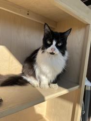 Lost Female Cat last seen Near Obenchain st and Mcbroom, Dallas, TX 75212