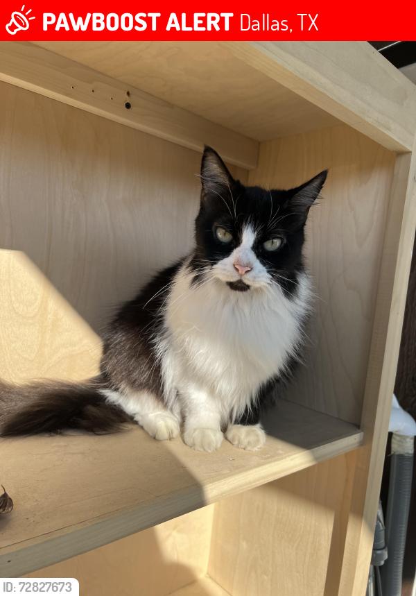 Lost Female Cat last seen Near Obenchain st and Mcbroom, Dallas, TX 75212