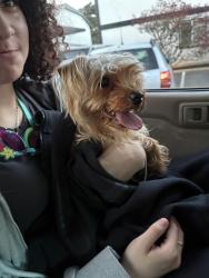 Found/Stray Female Dog last seen Dash point road, Federal Way, WA 98023