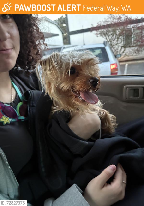 Found/Stray Female Dog last seen Dash point road, Federal Way, WA 98023
