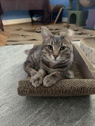 Lost Male Cat last seen Morse Rd & Karl Rd, Columbus, OH 43229