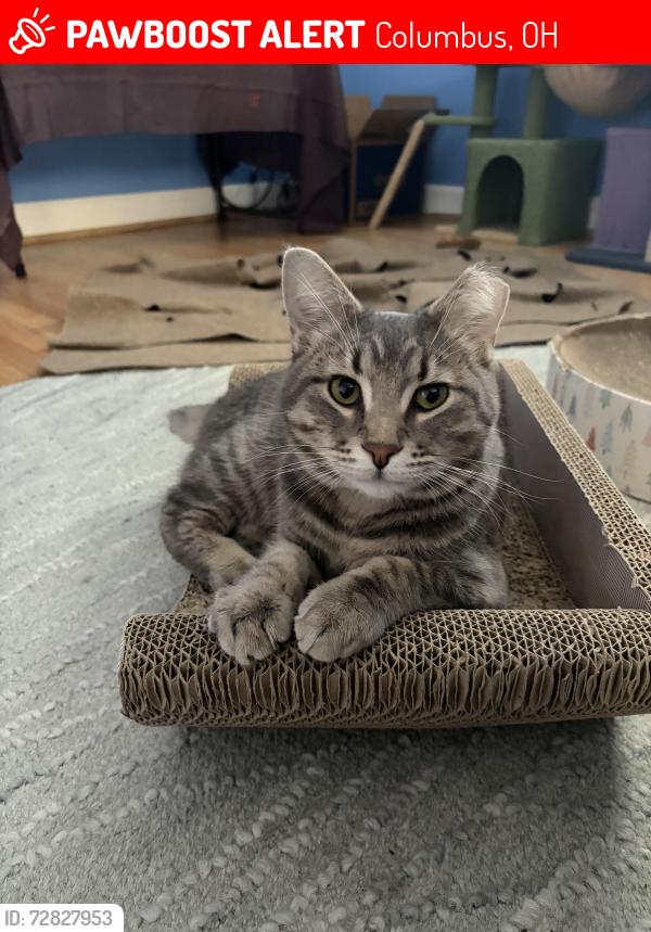 Lost Male Cat last seen Morse Rd & Karl Rd, Columbus, OH 43229