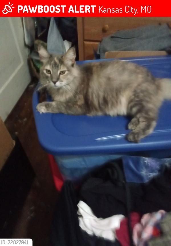 Lost Female Cat last seen Near st Southwest trafficway , Kansas City, MO 64111
