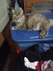 Lost Female Cat last seen Near st Southwest trafficway , Kansas City, MO 64111