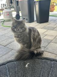 Found/Stray Male Cat last seen De Soto and Hart, Los Angeles, CA 91306