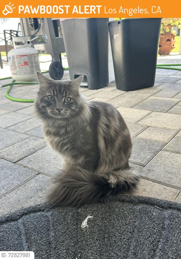 Found/Stray Male Cat last seen De Soto and Hart, Los Angeles, CA 91306
