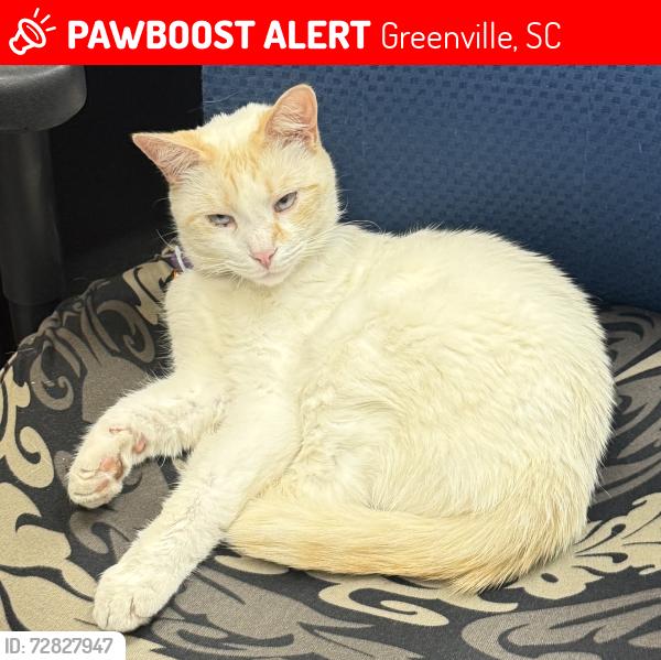 Lost Male Cat last seen Academy & West Washington; Hampton-Pinckney Neighborhood, Greenville, SC 29601