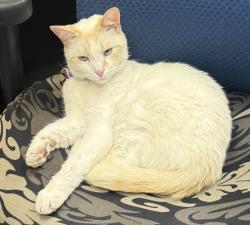 Lost Male Cat last seen Academy & West Washington; Hampton-Pinckney Neighborhood, Greenville, SC 29601