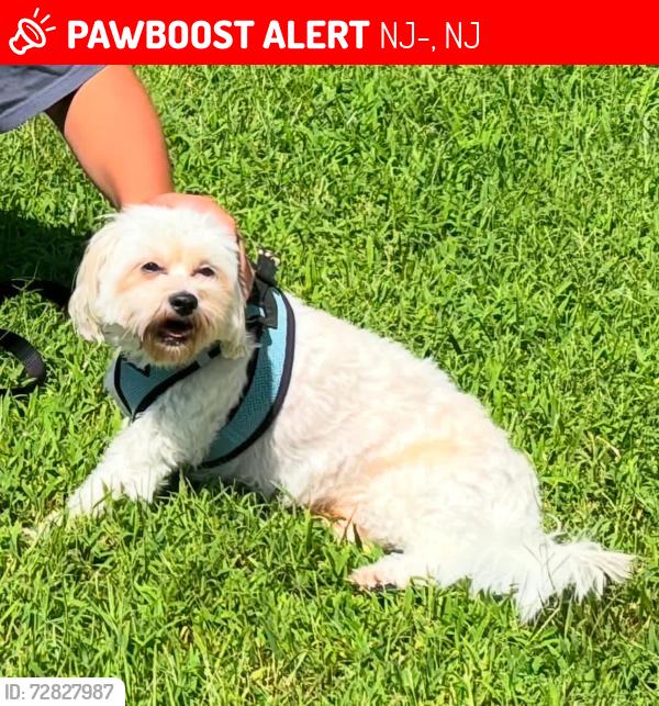 Lost Male Dog last seen Escapes/Paramount  , NJ-72, NJ 08005