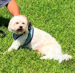 Lost Male Dog last seen Escapes/Paramount  , NJ-72, NJ 08005