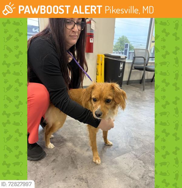 Found/Stray Male Dog last seen Greene Tree Rd, Pikesville, MD 21208