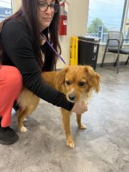 Found/Stray Male Dog last seen Greene Tree Rd, Pikesville, MD 21208