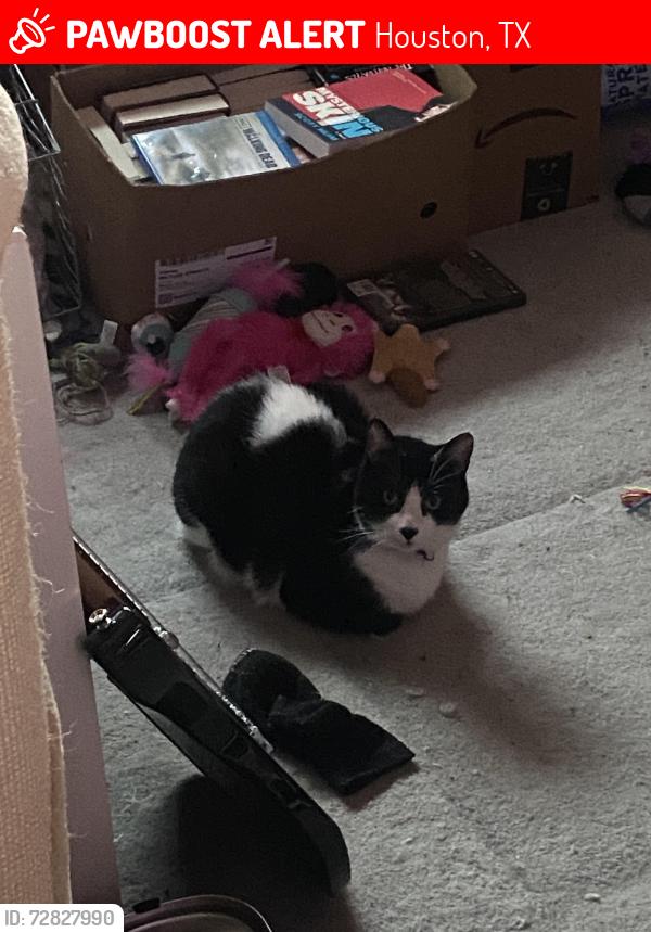 Lost Male Cat last seen Near cutten rd, Houston, TX 77069