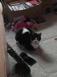 Lost Male Cat last seen Near cutten rd, Houston, TX 77069