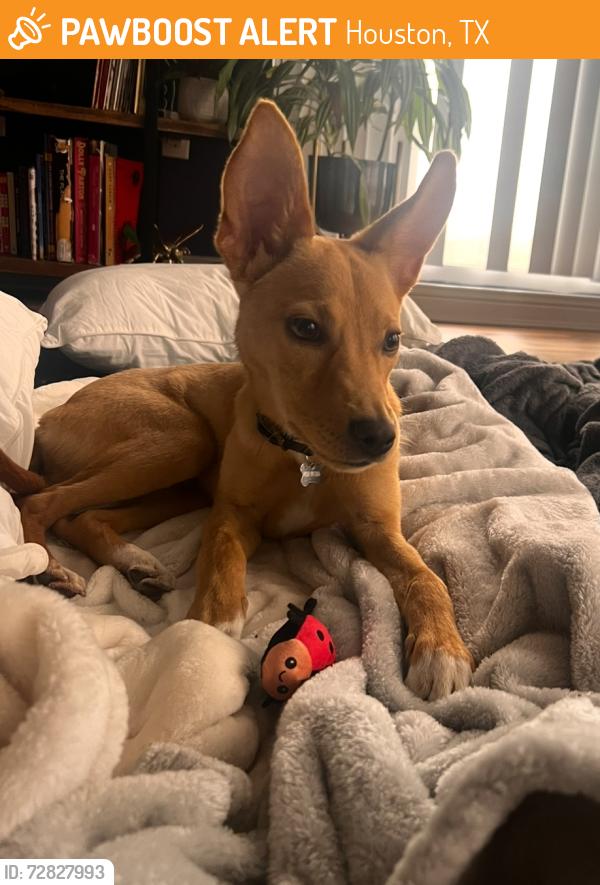 Found/Stray Male Dog last seen Near the Starbucks in the corner of N Braeswood and 610, Houston, TX 77096