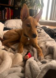 Found/Stray Male Dog last seen Near the Starbucks in the corner of N Braeswood and 610, Houston, TX 77096