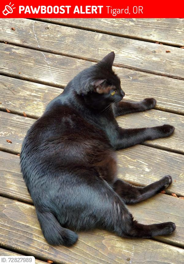 Lost Female Cat last seen 144th Terrace and SW Tewkesbury Drive, Tigard, OR 97224