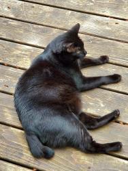 Lost Female Cat last seen 144th Terrace and SW Tewkesbury Drive, Tigard, OR 97224