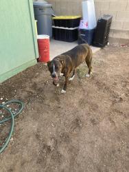 Found/Stray Male Dog last seen Mesa Drive/ Southern , Mesa, AZ 85201