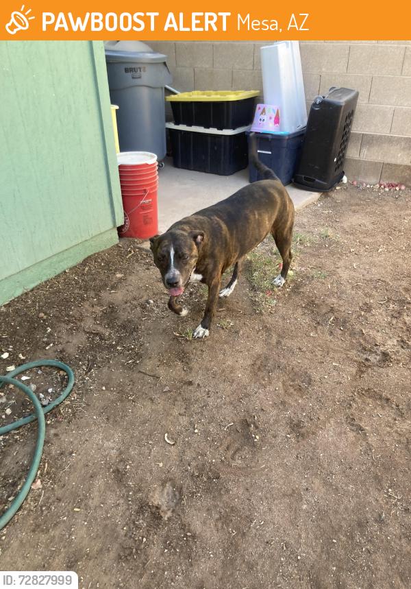 Found/Stray Male Dog last seen Mesa Drive/ Southern , Mesa, AZ 85201