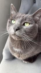 Lost Male Cat last seen Applegate drive, East Kilbride, Scotland G75