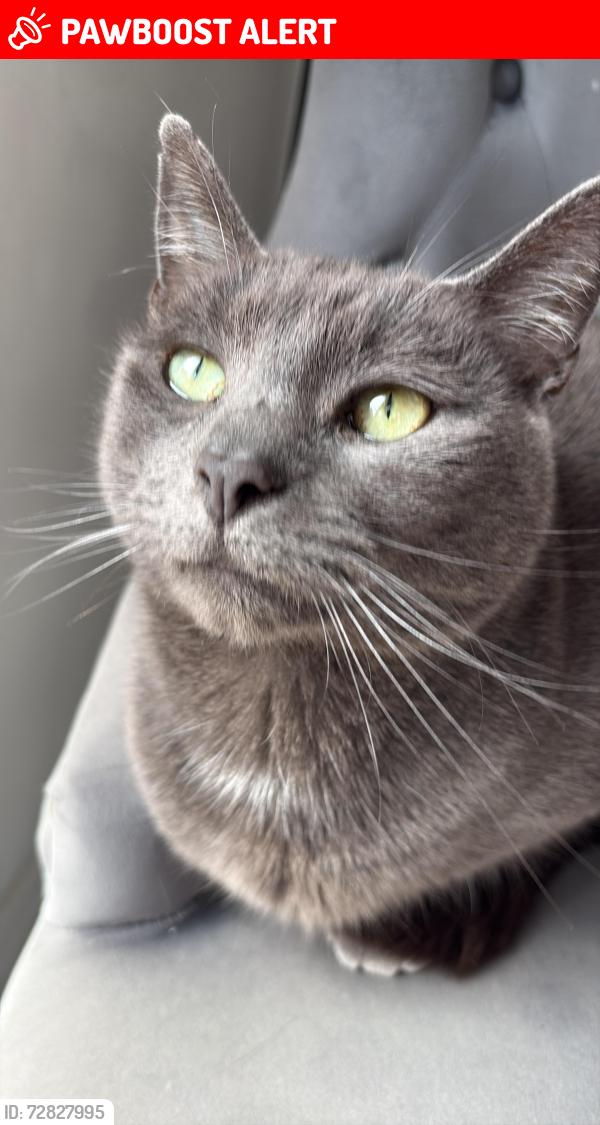 Lost Male Cat last seen Applegate drive, East Kilbride, Scotland G75