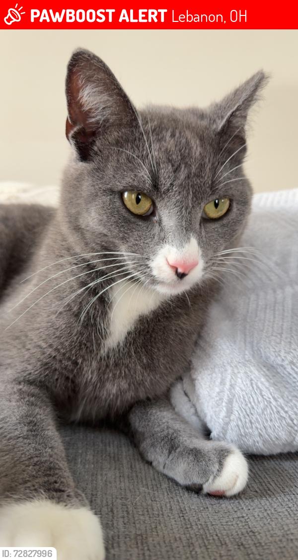 Lost Male Cat last seen Hathaway rd between Pekin and Riley Wills, Lebanon, OH 45036