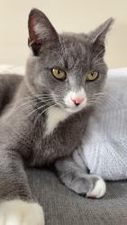 Lost Male Cat last seen Hathaway rd between Pekin and Riley Wills, Lebanon, OH 45036