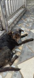 Found/Stray Male Dog last seen Chá dos Jesuítas , Vila Progresso (Zona Leste), SP 08245-045