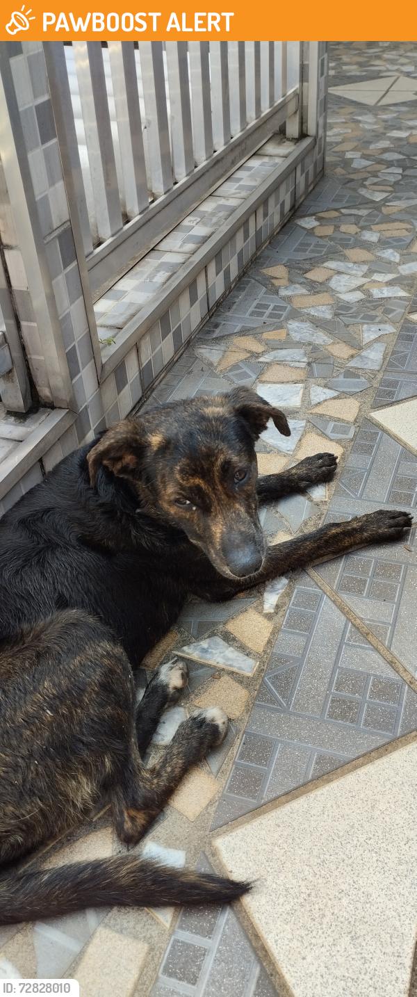 Found/Stray Male Dog last seen Chá dos Jesuítas , Vila Progresso (Zona Leste), SP 08245-045