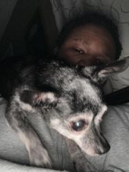 Lost Male Dog last seen Thomas rd , Jonesboro, GA 30238