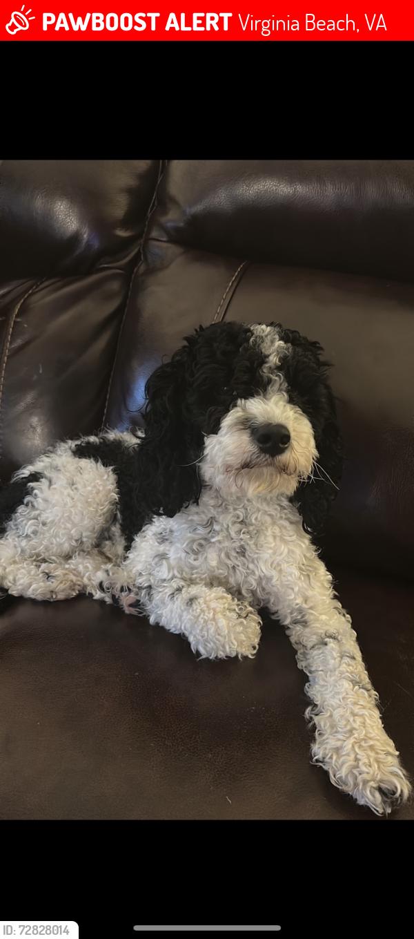 Lost Male Dog last seen Stumpy lake, Virginia Beach, VA 23456